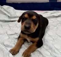 Zara , a female Doberman Pinscher and Labrador Retriever for sale in Peoria, AZ – 3 of 9