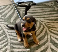 No name , a female Doberman Pinscher and Labrador Retriever for sale in Peoria, AZ – 2 of 9