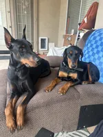 No name , a male Doberman Pinscher and Labrador Retriever for sale in Peoria, AZ – 8 of 8