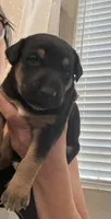 No name , a male Doberman Pinscher and Labrador Retriever for sale in Peoria, AZ – 3 of 8