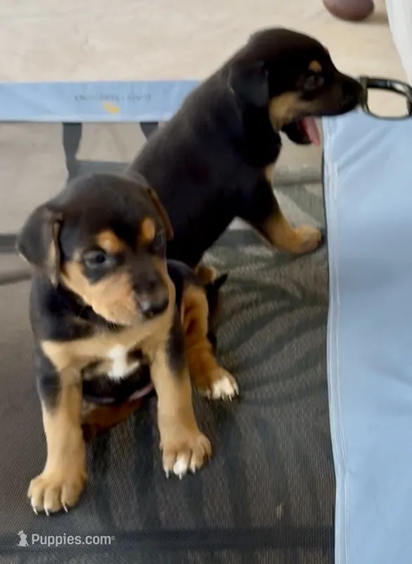 No name  – Doberman Pinscher, Labrador Retriever puppy for sale in Peoria, AZ