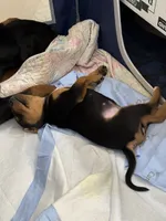 No name , a female Doberman Pinscher and Labrador Retriever for sale in Peoria, AZ – 8 of 9