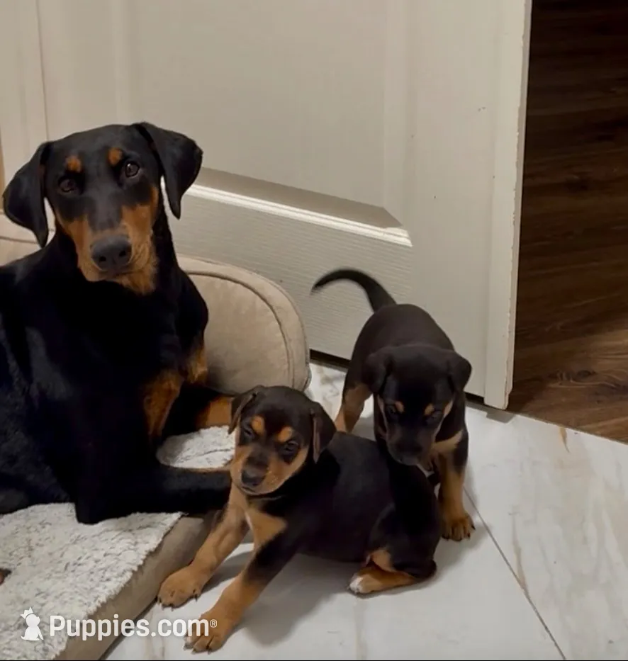 Zara , a female Doberman Pinscher and Labrador Retriever for sale in Peoria, AZ – 4 of 10