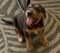 No name , a female Doberman Pinscher and Labrador Retriever for sale in Peoria, AZ – 5 of 9