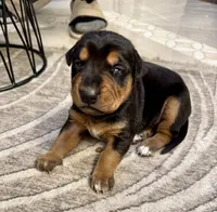 No name , a female Doberman Pinscher and Labrador Retriever for sale in Peoria, AZ – 3 of 5
