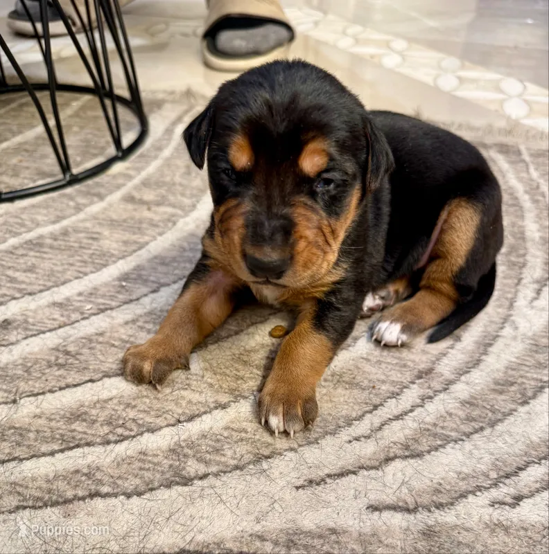 No name  – Doberman Pinscher, Labrador Retriever puppy for sale in Peoria, AZ