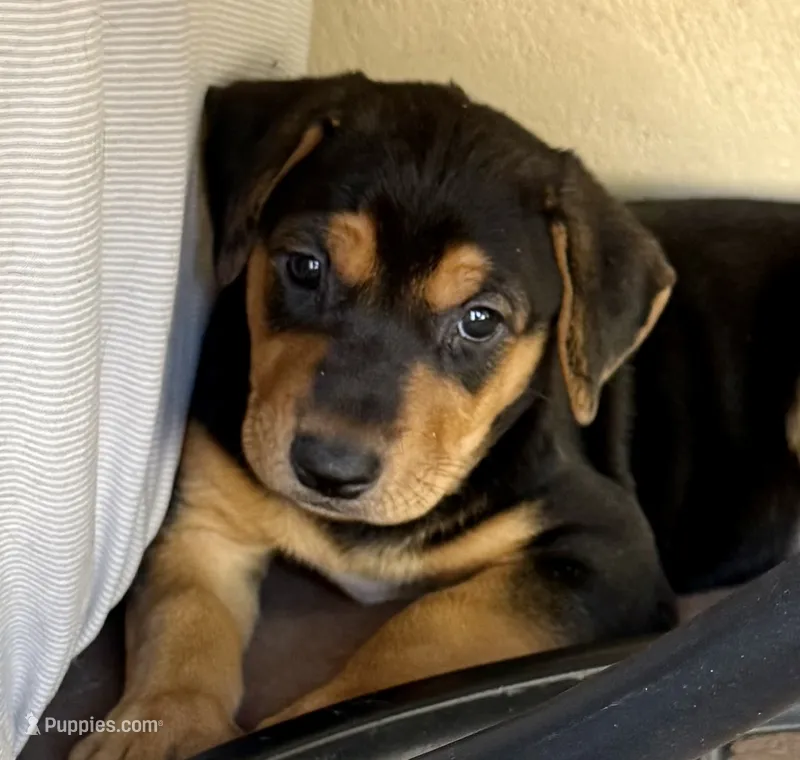 Zara  – Doberman Pinscher, Labrador Retriever puppy for sale in Peoria, AZ