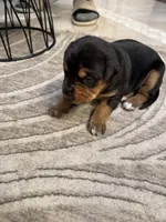 No name , a female Doberman Pinscher and Labrador Retriever for sale in Peoria, AZ – 2 of 5