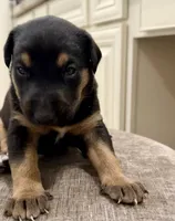 No name , a male Doberman Pinscher and Labrador Retriever for sale in Peoria, AZ – 4 of 8