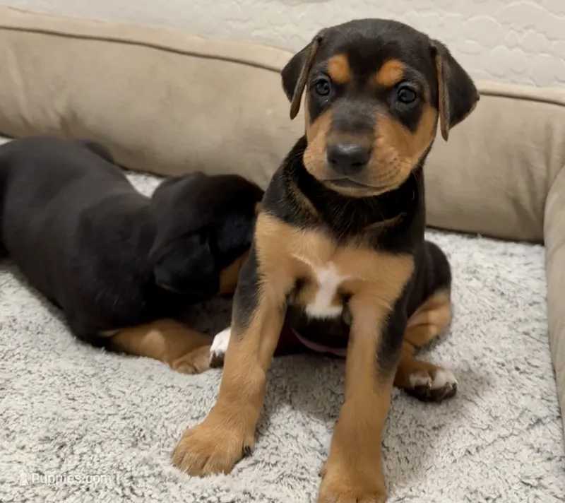 Zara  – Doberman Pinscher, Labrador Retriever puppy for sale in Peoria, AZ