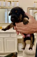 No name , a male Doberman Pinscher and Labrador Retriever for sale in Peoria, AZ – 6 of 8