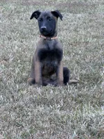 Light brown Female, a female Belgian Malinois for sale in Athens, AL – 2 of 4