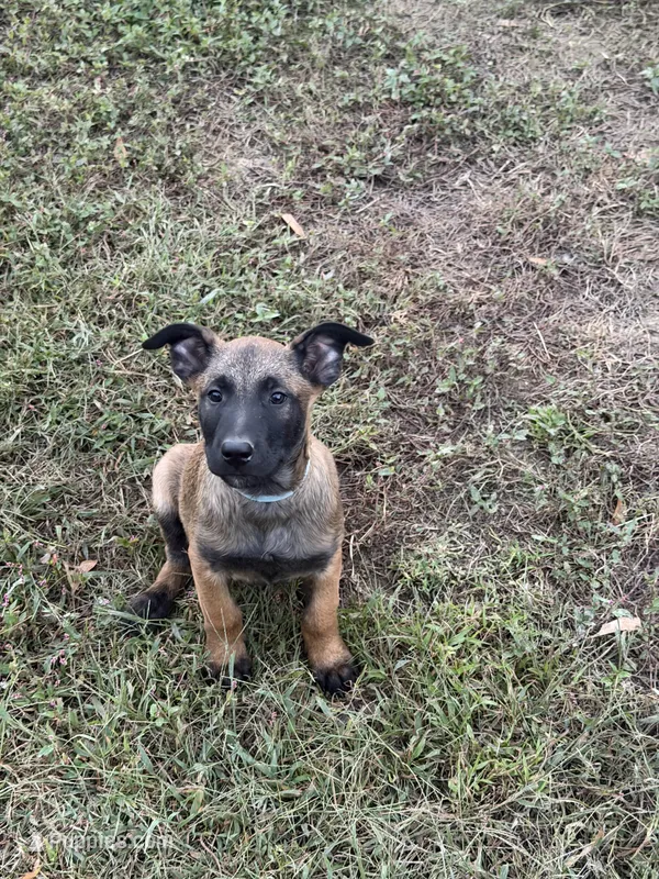 Light Blue Male – Belgian Malinois puppy for sale in Athens, AL
