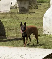 Grey Male, a male Belgian Malinois for sale in Athens, AL – 2 of 3