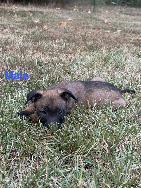 Light Blue Male – Belgian Malinois puppy for sale in Athens, AL