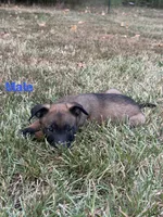 Light Blue Male, a male Belgian Malinois for sale in Athens, AL – 1 of 3