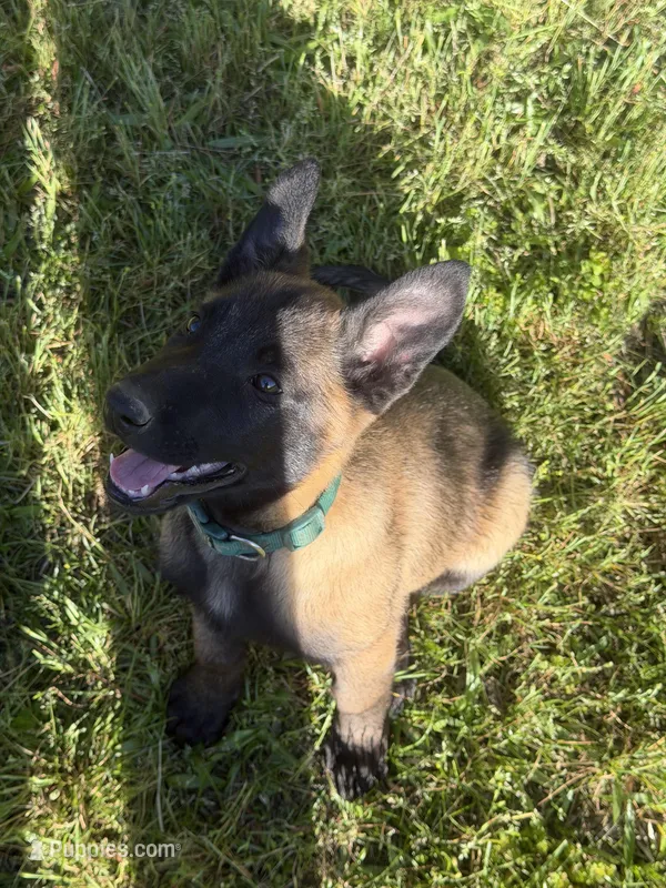 Belgian Malinois  – Belgian Malinois puppy for sale in Athens, AL
