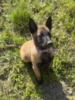 Belgian Malinois , a female Belgian Malinois for sale in Athens, AL – Photo 2 of 5