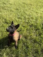 Belgian Malinois , a female Belgian Malinois for sale in Athens, AL – Photo 3 of 5