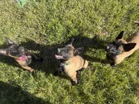 Belgian Malinois , a female Belgian Malinois for sale in Athens, AL – Photo 4 of 5