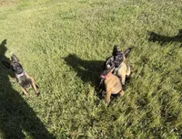 Belgian Malinois , a female Belgian Malinois for sale in Athens, AL – Photo 5 of 5