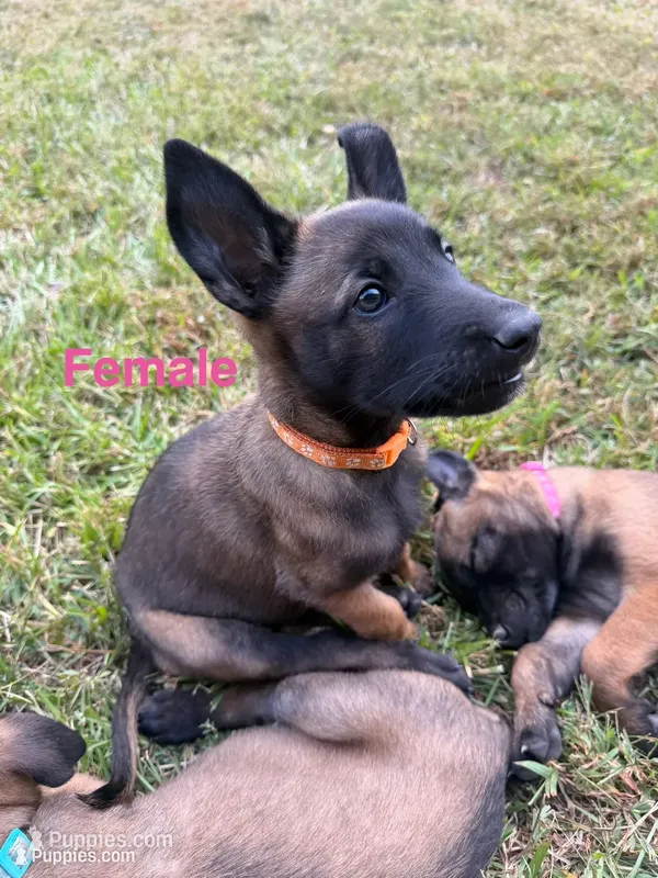 Orange Female – Belgian Malinois puppy for sale in Athens, AL