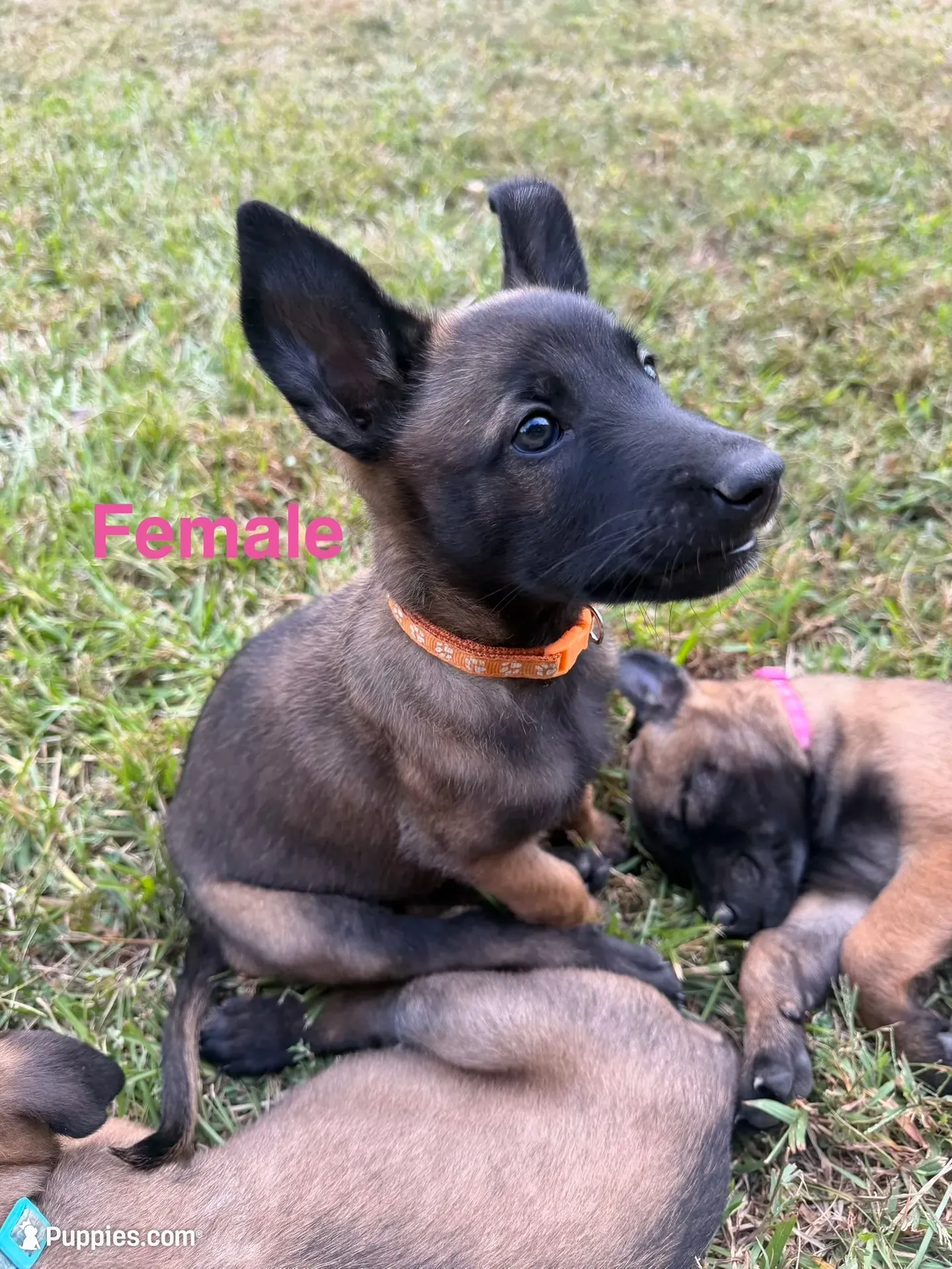 Orange Female, a female Belgian Malinois for sale in Athens, AL – 1 of 4