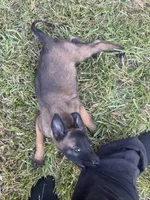Orange Female, a female Belgian Malinois for sale in Athens, AL – 2 of 4