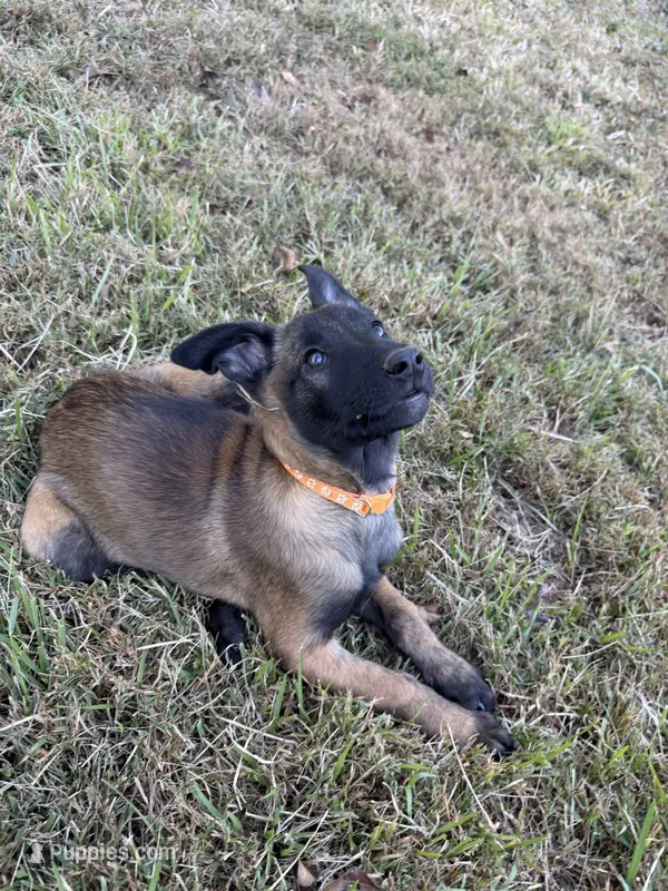Orange Female – Belgian Malinois puppy for sale in Athens, AL