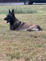 Orange Female, a female Belgian Malinois for sale in Athens, AL – 3 of 4