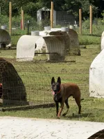 Orange Female, a female Belgian Malinois for sale in Athens, AL – 4 of 4