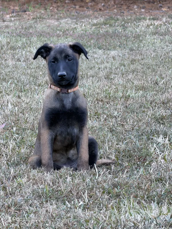 Light brown Female – Belgian Malinois puppy for sale in Athens, AL