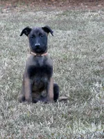 Light brown Female, a female Belgian Malinois for sale in Athens, AL – 1 of 4