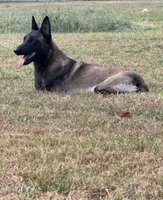 Black Female, a female Belgian Malinois for sale in Athens, AL – 3 of 3