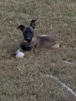 Orange Female, a female Belgian Malinois for sale in Athens, AL – 1 of 4