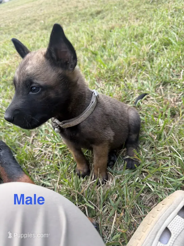 Grey Male – Belgian Malinois puppy for sale in Athens, AL