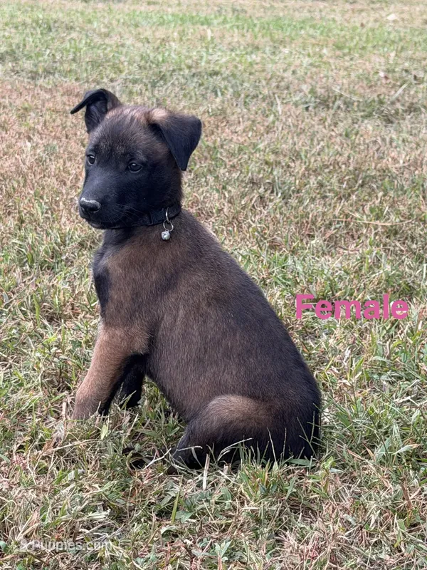 Black Female – Belgian Malinois puppy for sale in Athens, AL