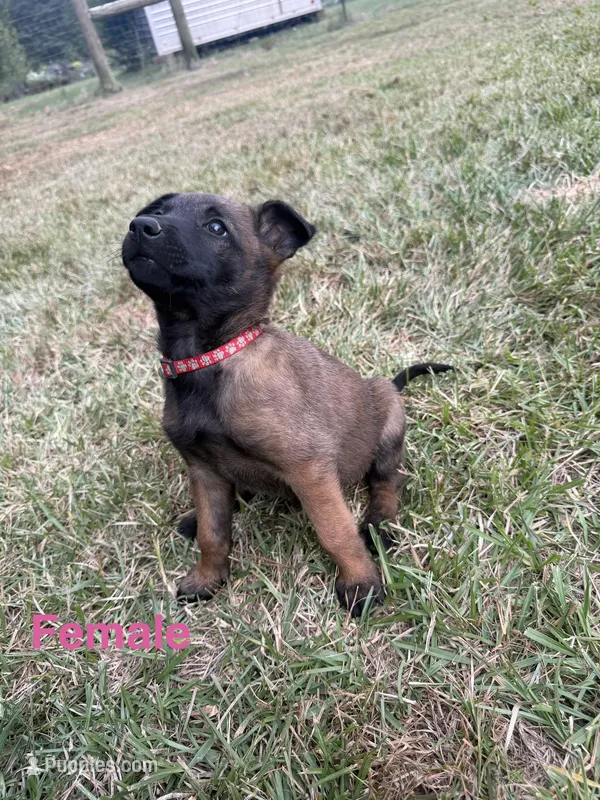 Red Female – Belgian Malinois puppy for sale in Athens, AL