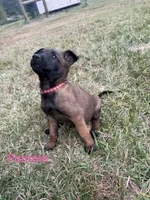 Red Female, a female Belgian Malinois for sale in Athens, AL – 1 of 3