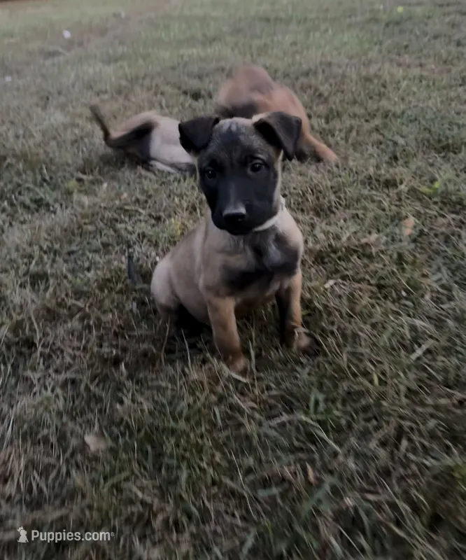 Grey Male – Belgian Malinois puppy for sale in Athens, AL
