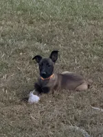 Orange Female, a female Belgian Malinois for sale in Athens, AL – 2 of 4