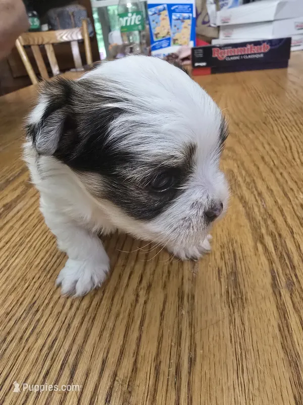 Morkie Boy A – Morkie puppy for sale in Hamilton, AL