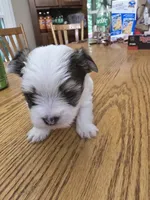 Morkie Boy A, a male Morkie for sale in Hamilton, AL – 2 of 6
