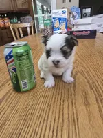 Morkie Boy A, a male Morkie for sale in Hamilton, AL – 5 of 6