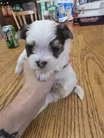 Morkie Boy A, a male Morkie for sale in Hamilton, AL – 3 of 6