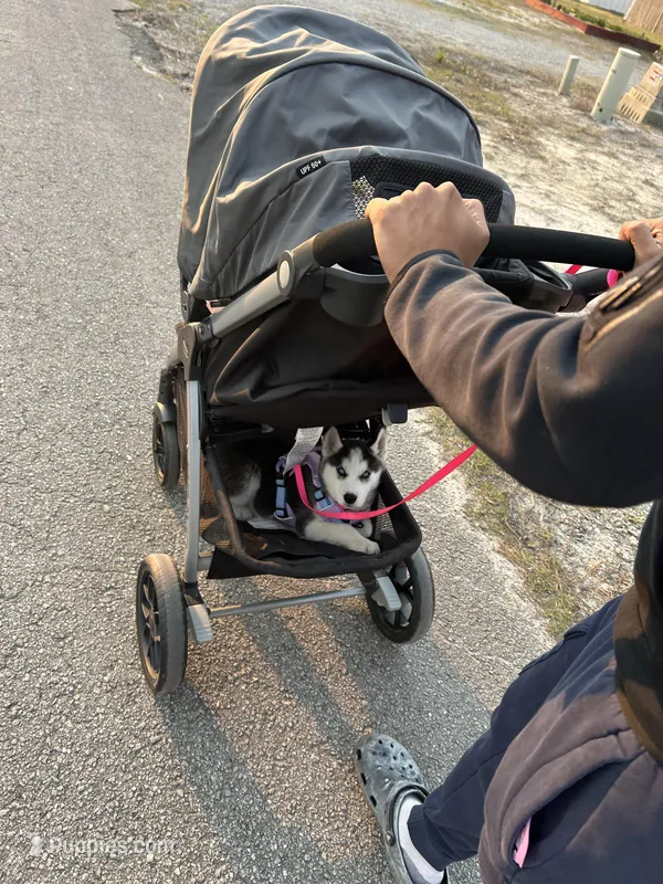 Panda – Siberian Husky puppy for sale in Hubert, NC