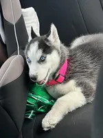 Panda, a female Siberian Husky for sale in Hubert, NC – Photo 2 of 2