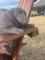 Denali (Red), a male Labrador Retriever for sale in Huntsville, AL – Photo 3 of 3