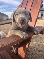 Denali (Red), a male Labrador Retriever for sale in Huntsville, AL – Photo 2 of 3