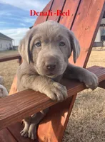 Denali (Red), a male Labrador Retriever for sale in Huntsville, AL – Photo 1 of 3